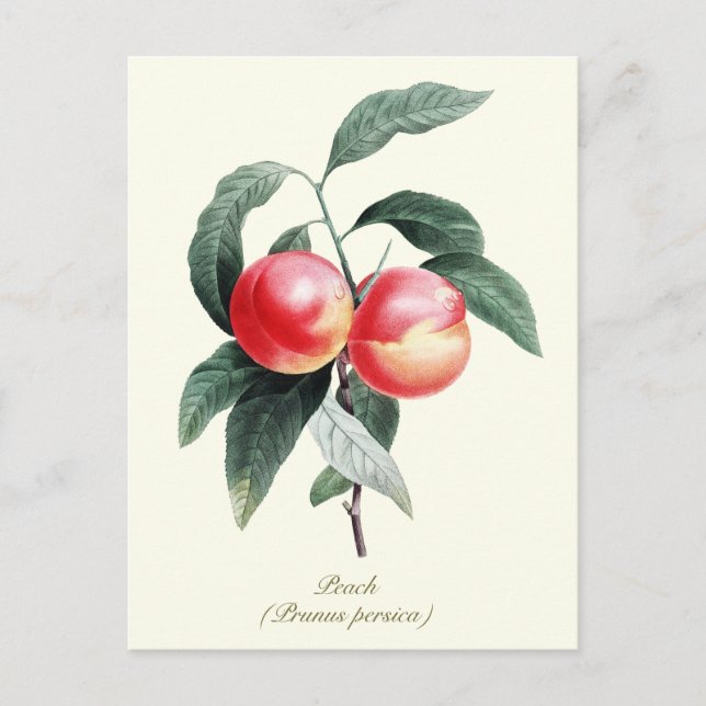 Elegant Botanical Vintage Peach Fruit Postcard (Front)