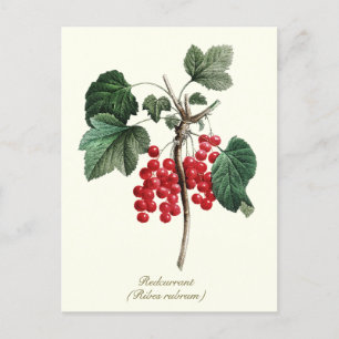 Elegant Botanical Vintage Redcurrant Berry Fruit Postcard