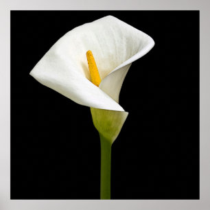 Elegant Cala Lily Poster