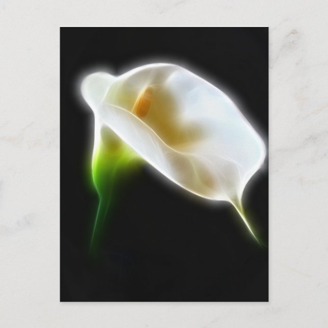 Elegant Calla Lily Flowers 3 Modern Postcard (Front)
