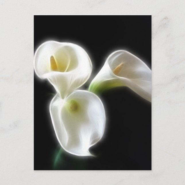 Elegant Calla Lily Flowers 6 Modern Postcard (Front)