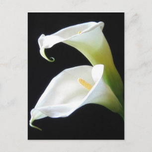 Elegant Calla Lily Flowers 8 Postcard