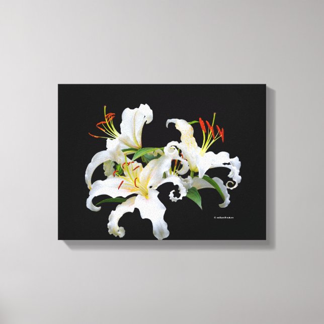 Elegant Casablanca White Oriental Lilies Canvas Print (Front)