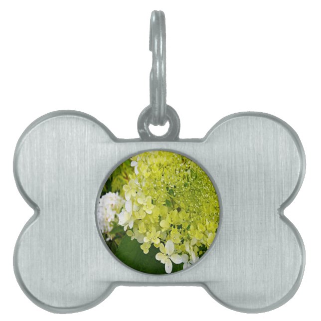Elegant Chartreuse Green Limelight Hydrangea Pet ID Tag (Front)