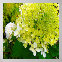 Elegant Chartreuse Green Limelight Hydrangea