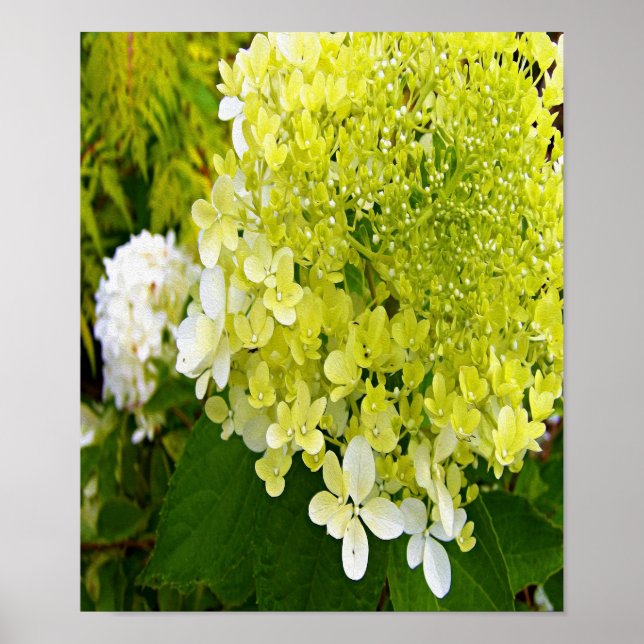 Elegant Chartreuse Green Limelight Hydrangea Poster (Front)