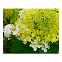 Elegant Chartreuse Green Limelight Hydrangea