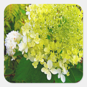 Elegant Chartreuse Green Limelight Hydrangea Square Sticker