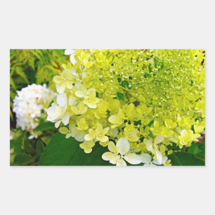 Elegant Chartreuse Green Limelight Hydrangea Sticker