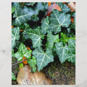 Elegant classic green Ivy and field stone