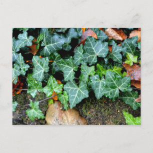 Elegant classic green Ivy and field stone Postcard