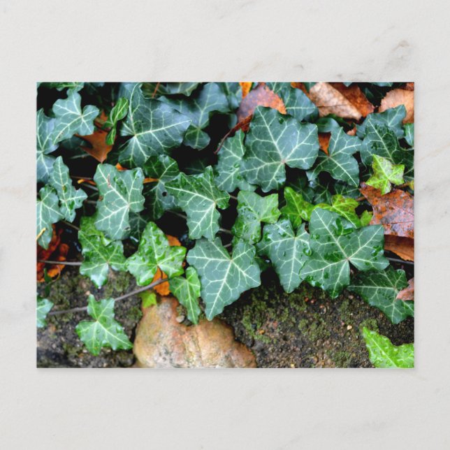 Elegant classic green Ivy and field stone Postcard (Front)