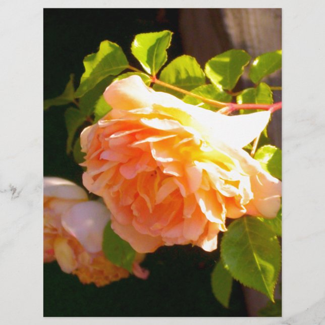 Elegant classic orange peach roses floral (Front)