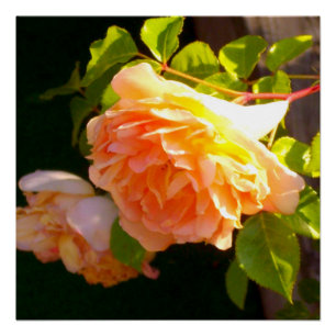 Elegant classic orange peach roses floral poster