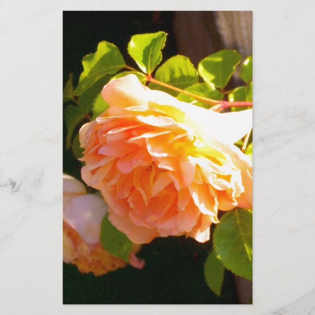 Elegant classic orange peach roses floral stationery (Front)