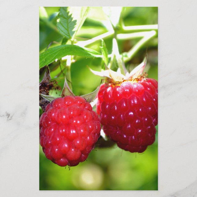 Elegant classic red Raspberries (Front)