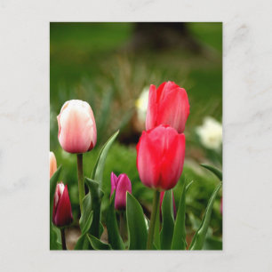Elegant Colourful Tulips Postcard