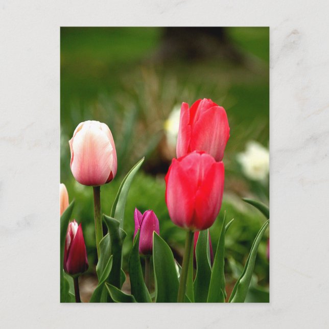 Elegant Colourful Tulips Postcard (Front)