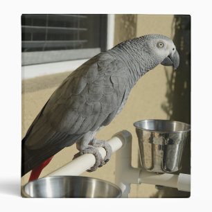 Elegant Congo African Grey Parrot on Stand Binder