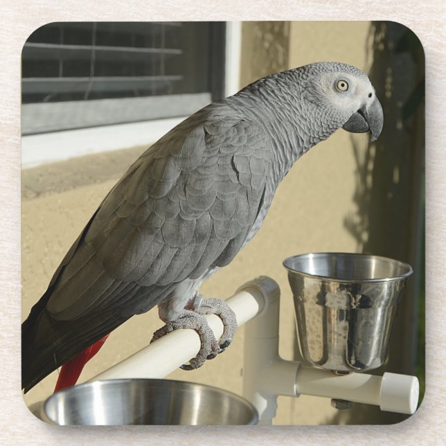 Elegant Congo African Grey Parrot on Stand Coaster (Front)