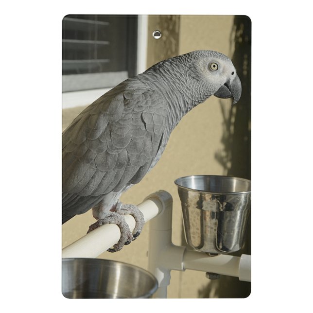 Elegant Congo African Grey Parrot on Stand Mini Clipboard (Back)