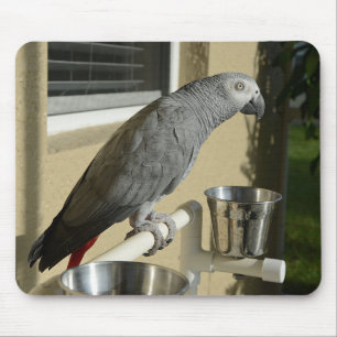 Elegant Congo African Grey Parrot on Stand Mouse Pad