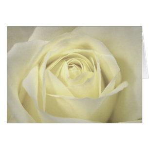 Elegant Cream Rose Card
