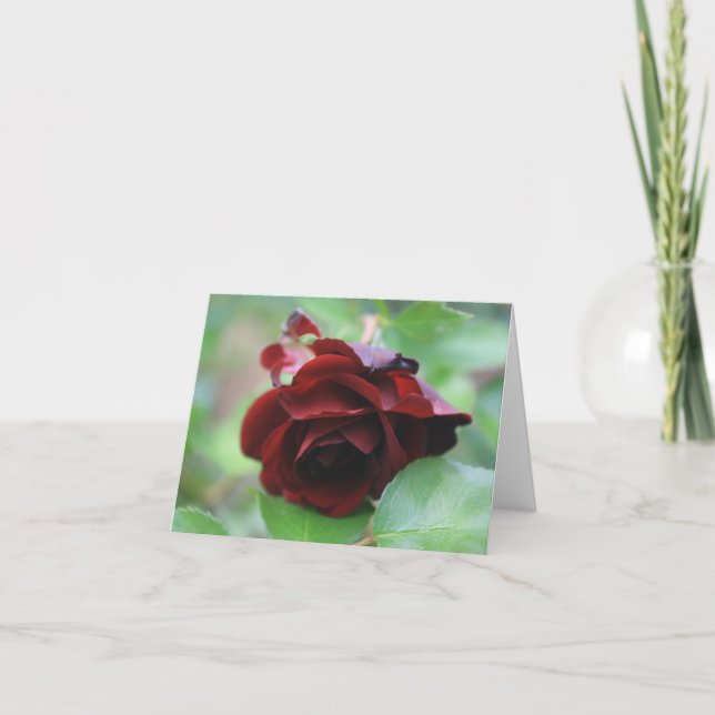 Elegant Deep Red Rose Note Card (Front)