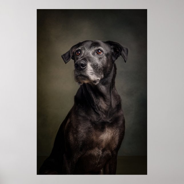 Elegant Dog Silhouette Poster (Front)