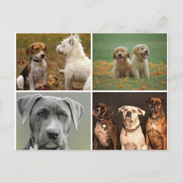 ELEGANT DOGS POSTCARD (Front)