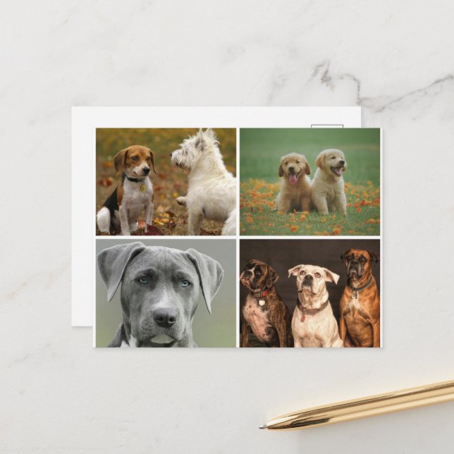 ELEGANT DOGS POSTCARD (Front/Back In Situ)