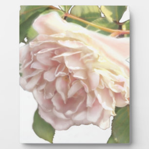 Elegant dusty peachy orange white floral rose plaque