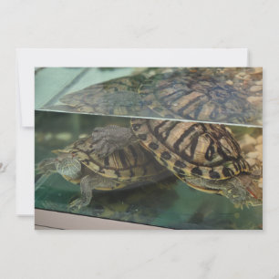 Elegant Earthy Turtles Water Reflection Card