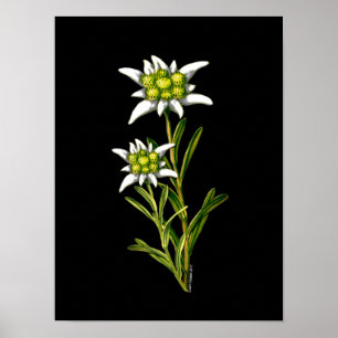 Elegant Edelweiss Artwork Print