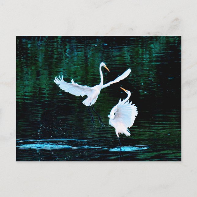Elegant Egrets In Dance Postcard (Front)