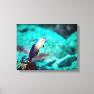 Elegant firefish canvas print