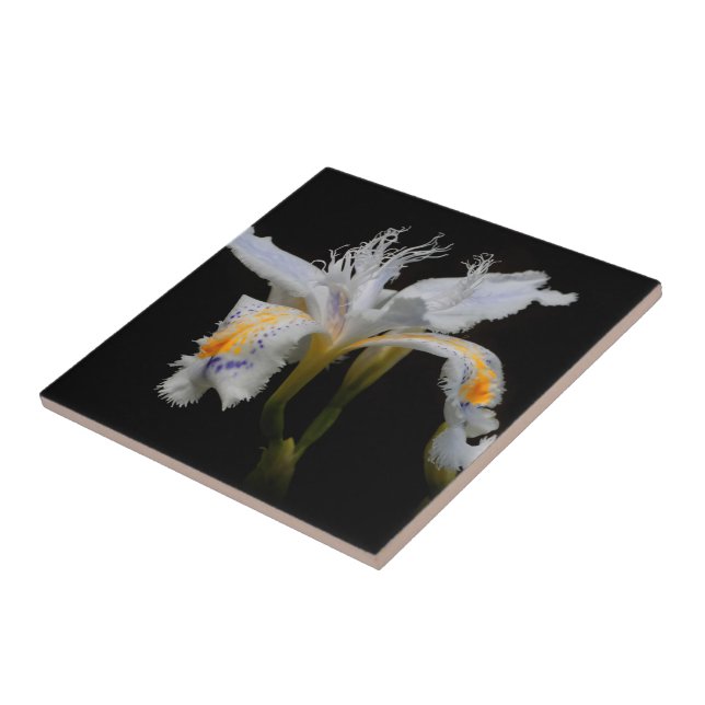 Elegant Floral Crested Shaga Japanese Iris Tile (Side)