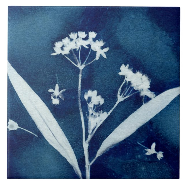 Elegant Floral Milkweed Cyanotype Tile (Front)