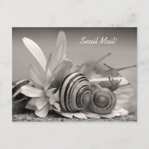 Elegant Garden Snails on Gerber Daisy Flower Postcard
