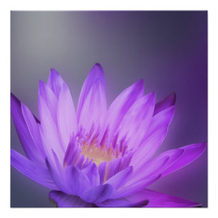 Elegant Gentle Rose Lotus / Lily flower Poster
