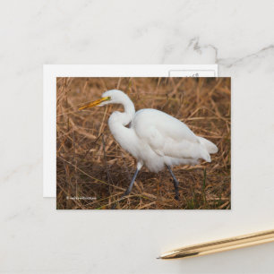 Elegant Great Egret Bird in the Reeds Postcard