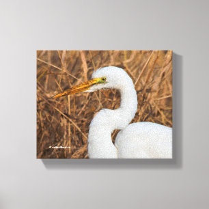 Elegant Great Egret in the Reeds Canvas Print