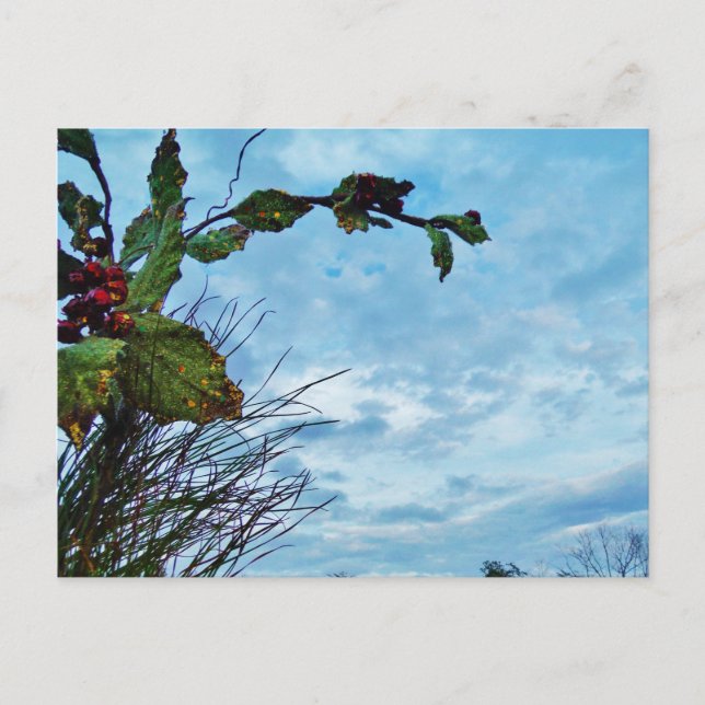 Elegant Holly Christmas,  blue sky Holiday Postcard (Front)