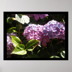 Elegant Hydrangeas Poster