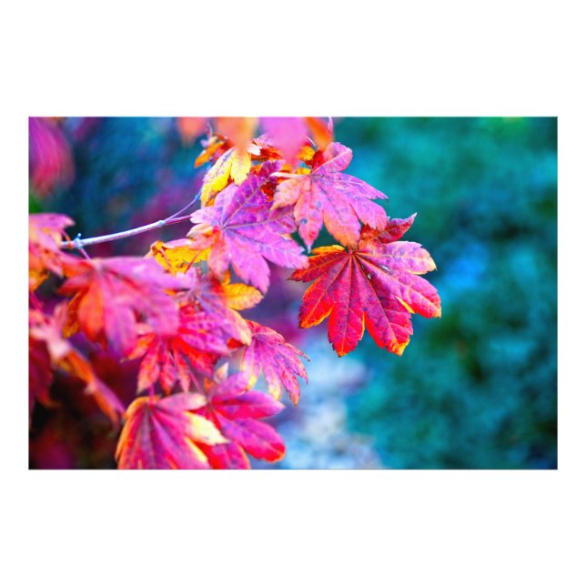 Elegant Japanese Maple leaves Photo Print (Front)