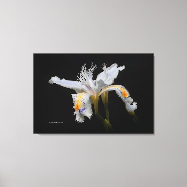 Elegant Japanese Miniature Crested Iris on Black Canvas Print (Front)