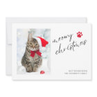 Elegant Meowy Christmas Cat Photo Christmas 