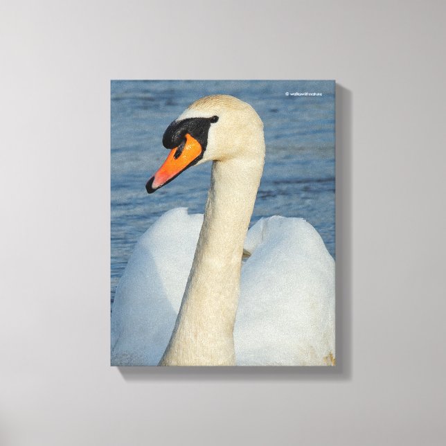 Elegant Mute Swan Waterbird on the Lake Canvas Print (Front)