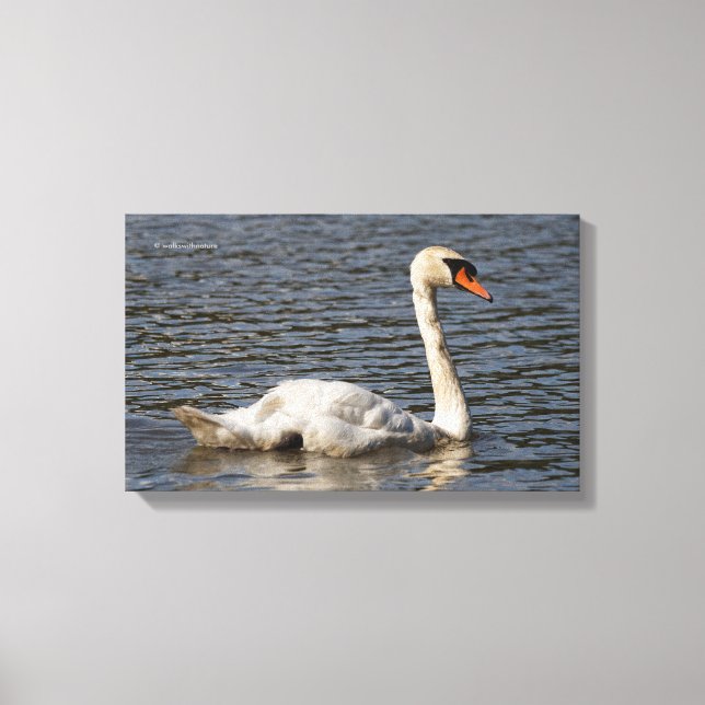 Elegant Mute Swans at Stanley Park Lagoon Canvas Print (Front)