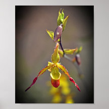 Elegant Orange Yellow Orchid Botanical Flower